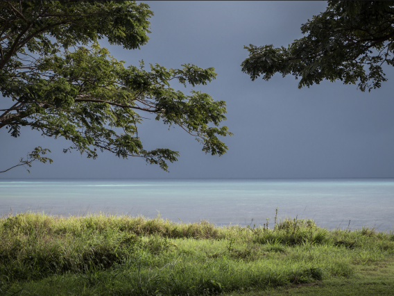 The ocean horizon shown through the treeline of a Carribean island